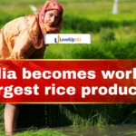 India becomes world’s largest rice producer