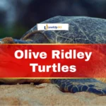 Olive Ridley Turtles