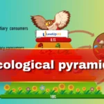 Ecological Pyramids, UPSC