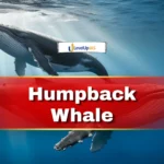 Humpback Whale UPSC