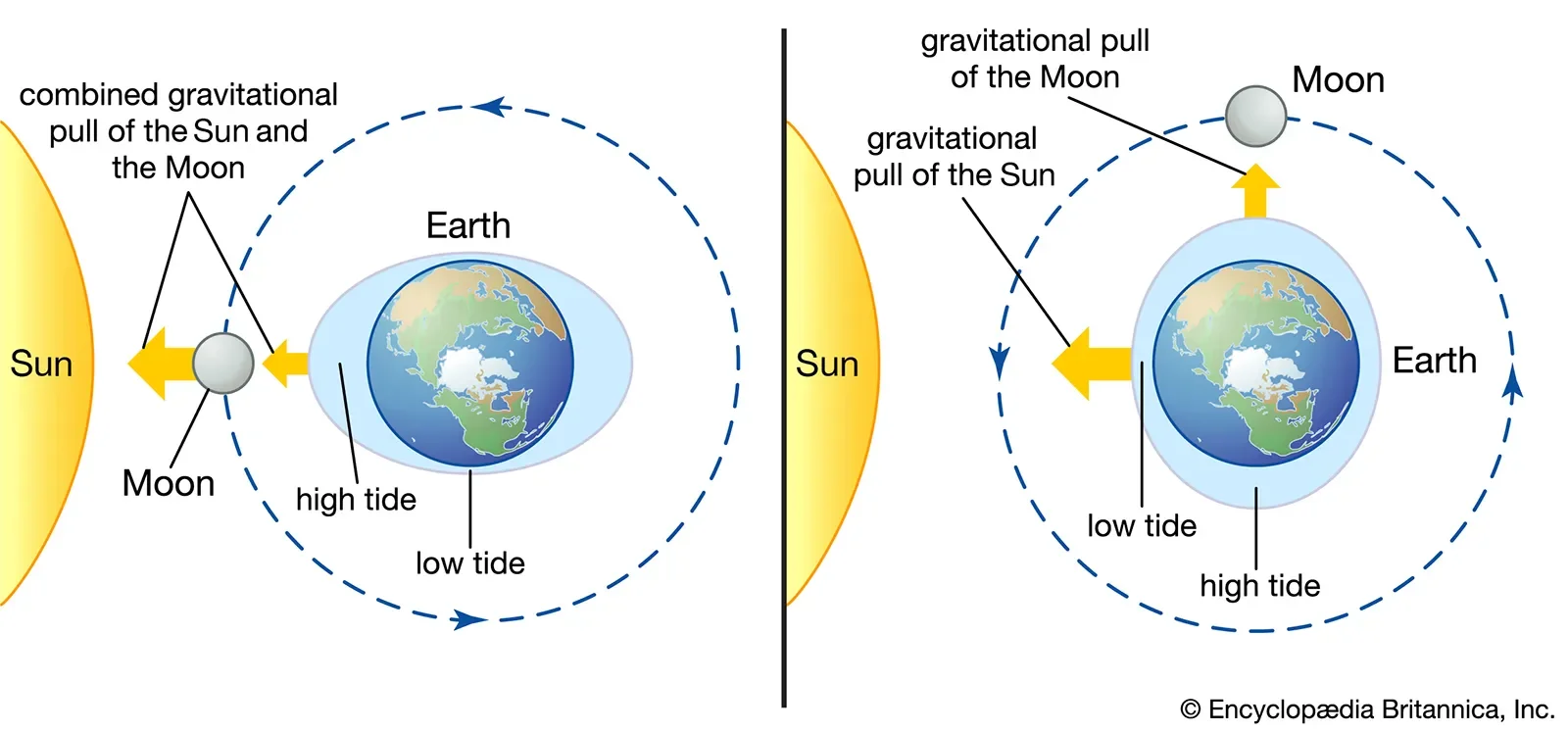 Gravitational Pull of the Moon