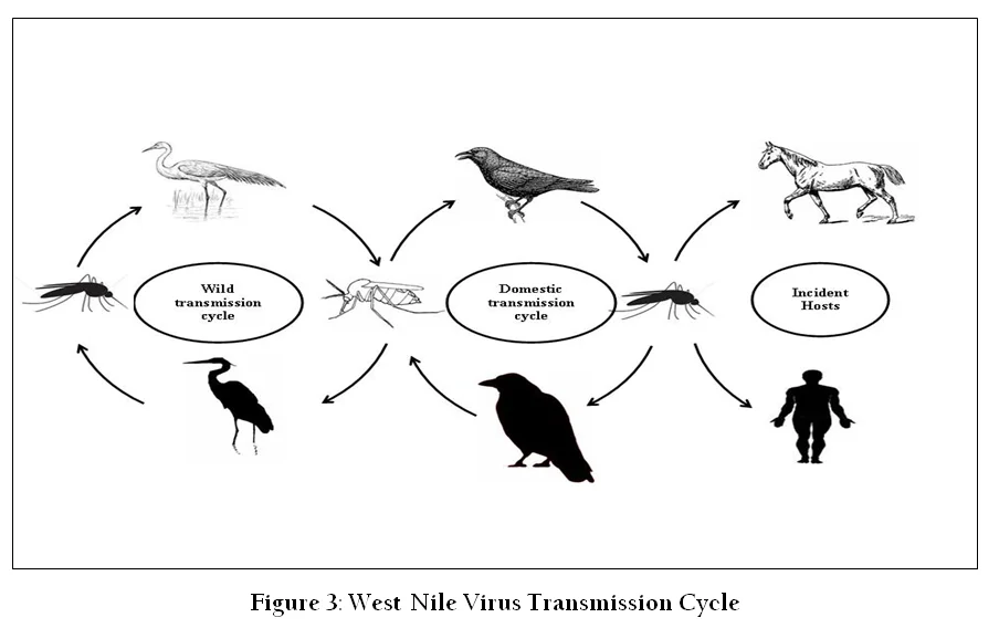 Transmission Cycle
