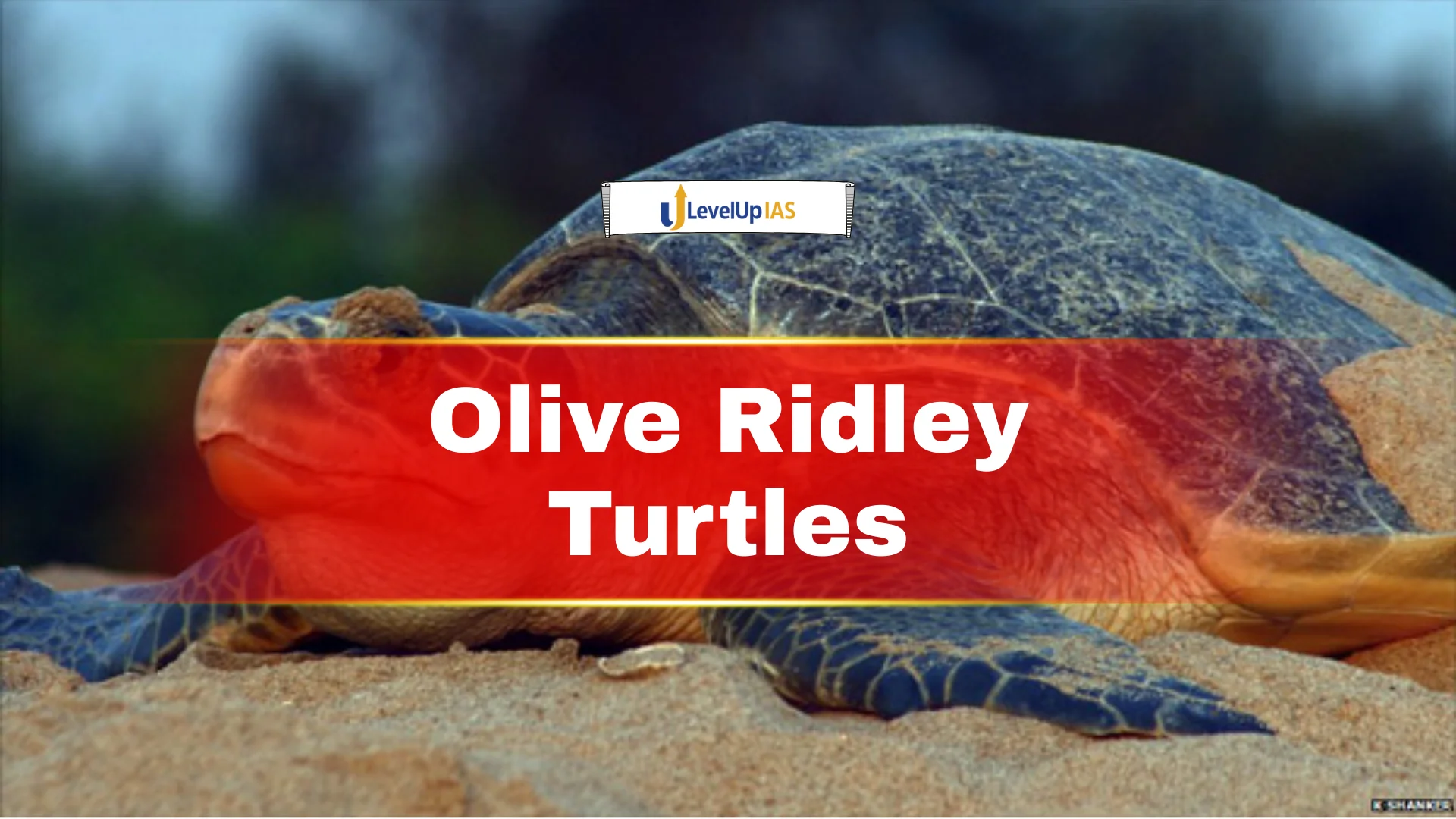 Olive Ridley Turtles