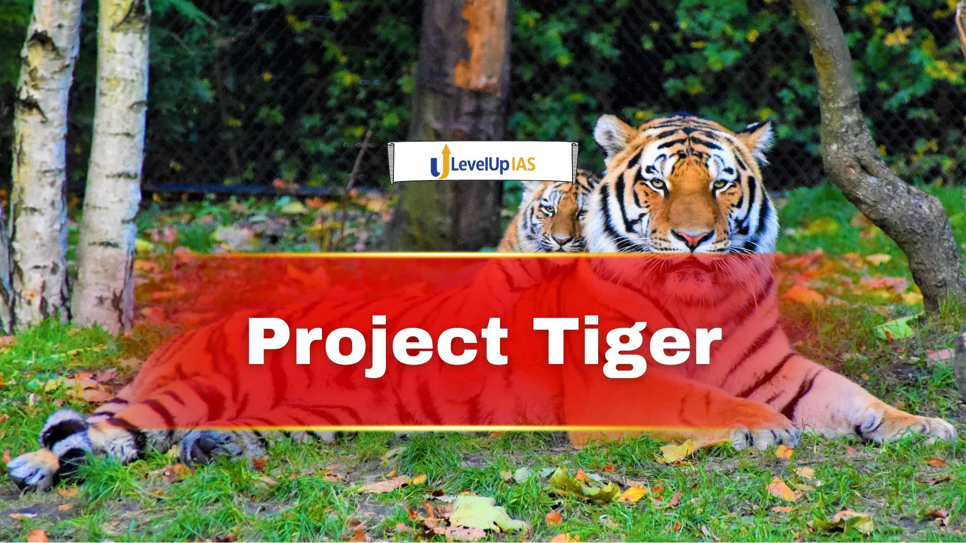 Project Tiger