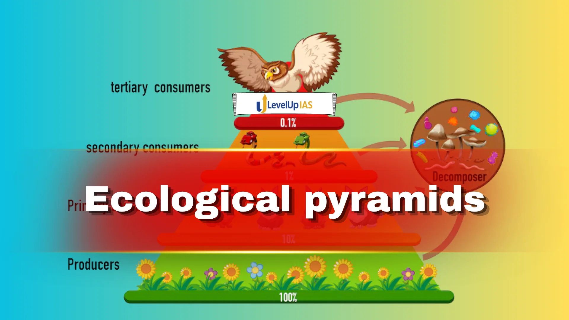 Ecological Pyramids, UPSC