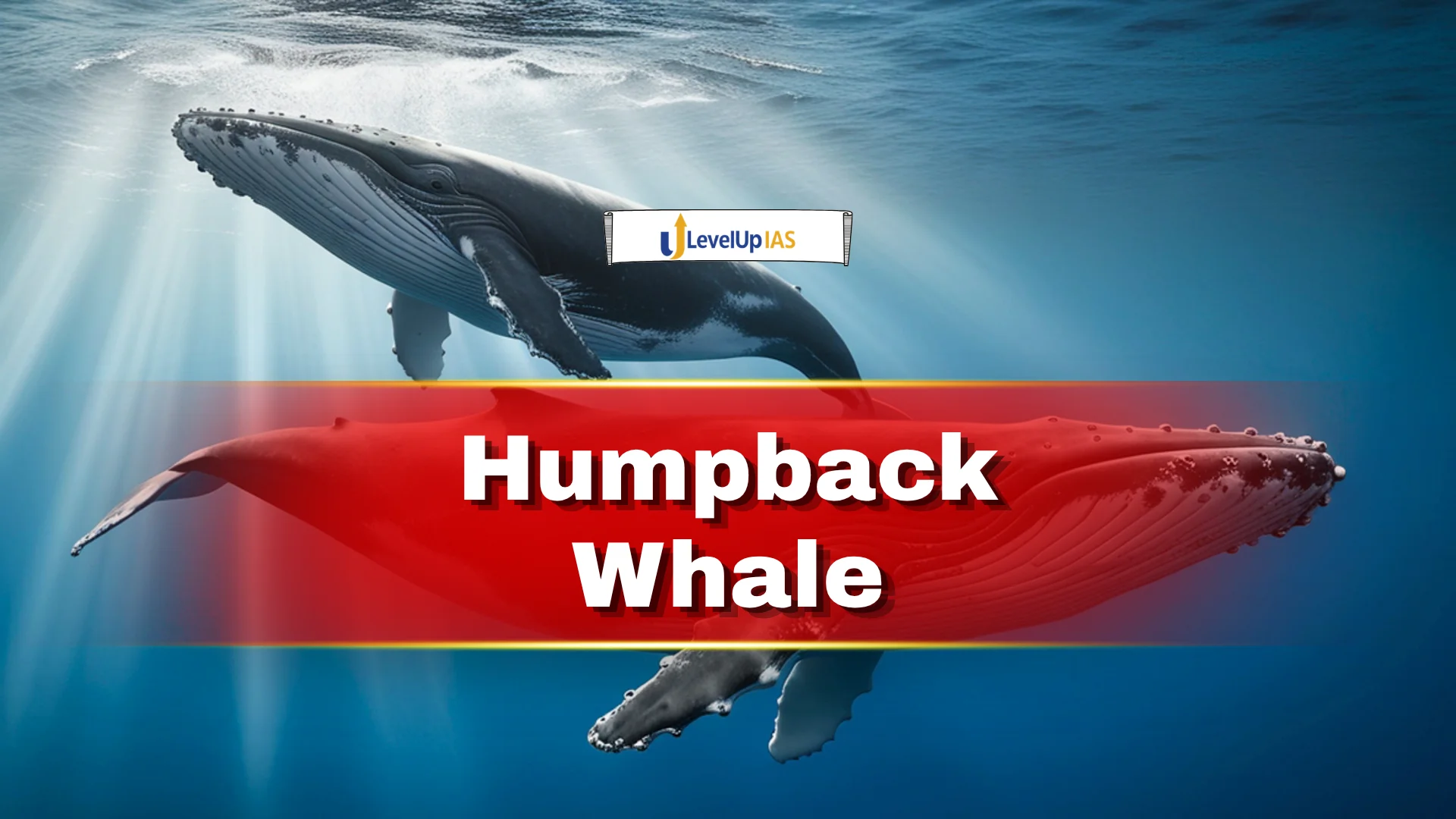 Humpback Whale UPSC