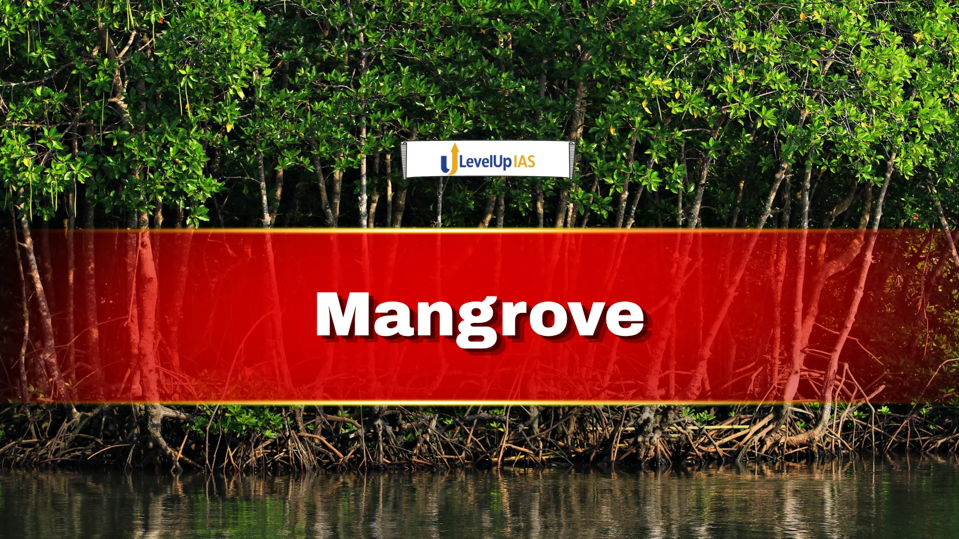 Mangrove