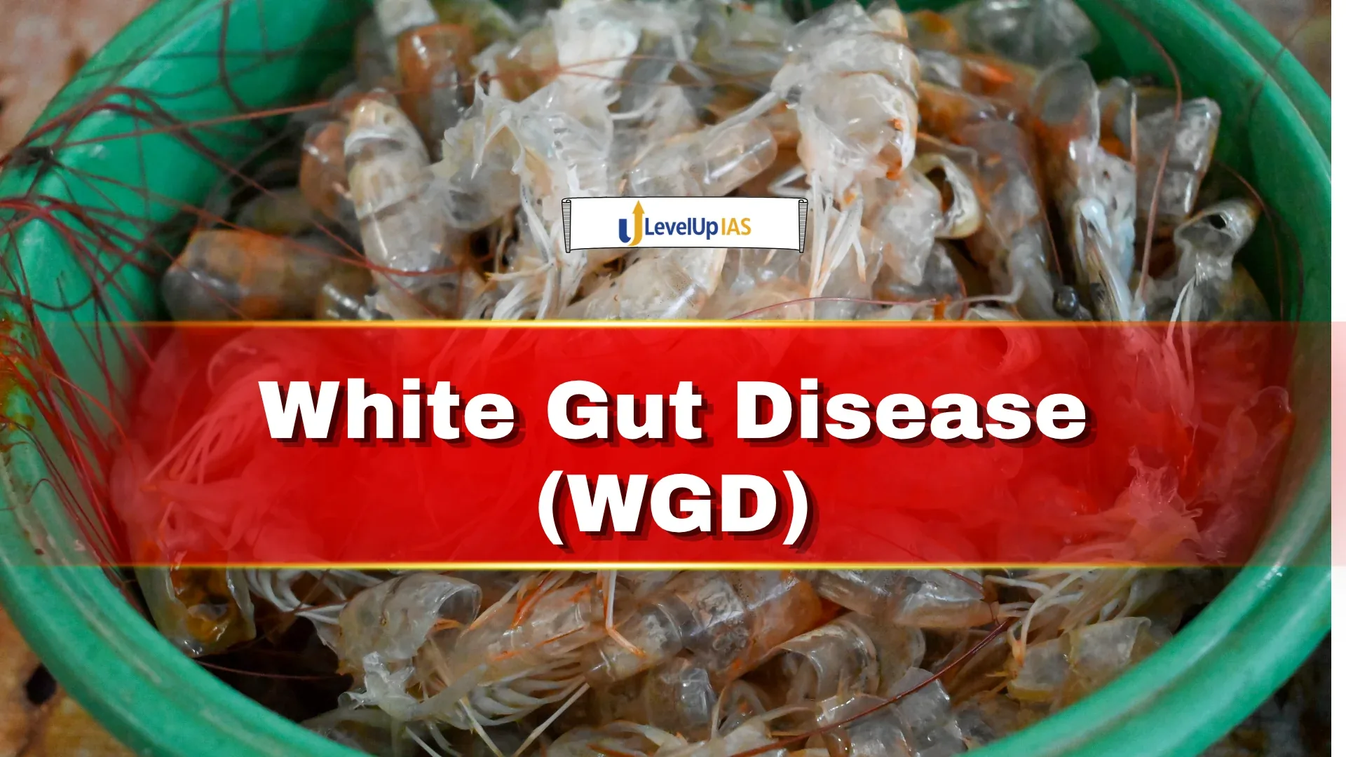 White Gut Disease (WGD)