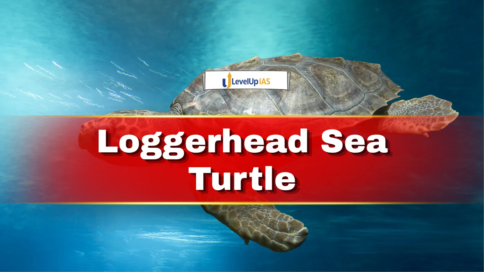 Loggerhead Sea Turtle