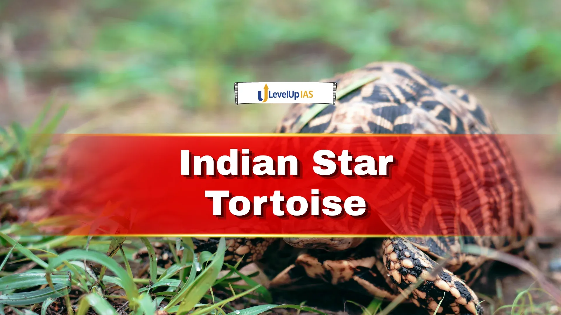 Indian Star Tortoise