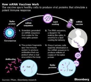 How mRNA Vaccine works, UPSC, Current affairs